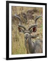 Male Greater Kudu, Kruger National Park, South Africa, Africa-James Hager-Framed Photographic Print