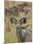 Male Greater Kudu, Kruger National Park, South Africa, Africa-James Hager-Mounted Photographic Print