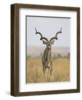 Male Greater Kudu, Kruger National Park, South Africa, Africa-James Hager-Framed Photographic Print