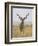 Male Greater Kudu, Kruger National Park, South Africa, Africa-James Hager-Framed Photographic Print