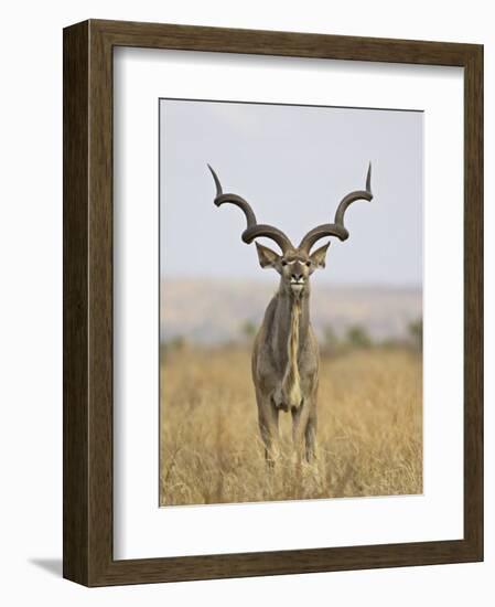 Male Greater Kudu, Kruger National Park, South Africa, Africa-James Hager-Framed Photographic Print