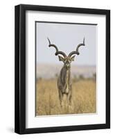 Male Greater Kudu, Kruger National Park, South Africa, Africa-James Hager-Framed Photographic Print