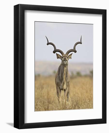 Male Greater Kudu, Kruger National Park, South Africa, Africa-James Hager-Framed Photographic Print