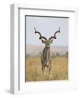 Male Greater Kudu, Kruger National Park, South Africa, Africa-James Hager-Framed Photographic Print