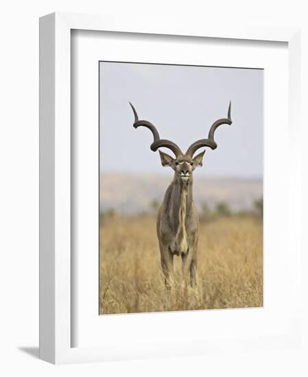 Male Greater Kudu, Kruger National Park, South Africa, Africa-James Hager-Framed Photographic Print