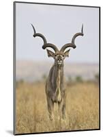 Male Greater Kudu, Kruger National Park, South Africa, Africa-James Hager-Mounted Photographic Print