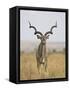 Male Greater Kudu, Kruger National Park, South Africa, Africa-James Hager-Framed Stretched Canvas