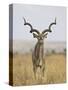 Male Greater Kudu, Kruger National Park, South Africa, Africa-James Hager-Stretched Canvas