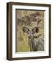 Male Greater Kudu, Kruger National Park, South Africa, Africa-James Hager-Framed Photographic Print