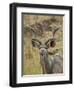 Male Greater Kudu, Kruger National Park, South Africa, Africa-James Hager-Framed Photographic Print