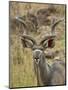 Male Greater Kudu, Kruger National Park, South Africa, Africa-James Hager-Mounted Photographic Print