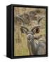 Male Greater Kudu, Kruger National Park, South Africa, Africa-James Hager-Framed Stretched Canvas