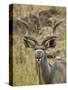 Male Greater Kudu, Kruger National Park, South Africa, Africa-James Hager-Stretched Canvas