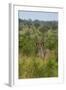 Male greater kudu, Kruger National Park, South Africa-David Wall-Framed Photographic Print