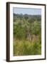 Male greater kudu, Kruger National Park, South Africa-David Wall-Framed Photographic Print