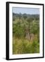 Male greater kudu, Kruger National Park, South Africa-David Wall-Framed Photographic Print