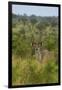 Male greater kudu, Kruger National Park, South Africa-David Wall-Framed Photographic Print