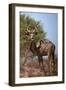 Male greater kudu (Tragelaphus strepsiceros), Kgalagadi Transfrontier Park, South Africa-David Wall-Framed Photographic Print