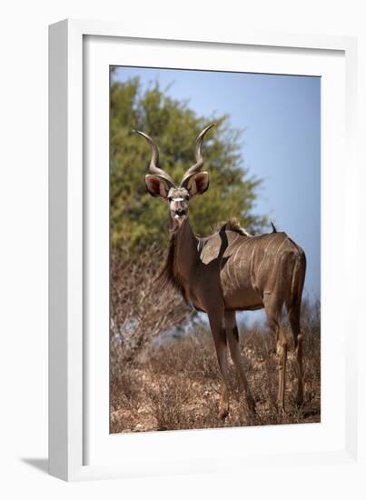 Male greater kudu (Tragelaphus strepsiceros), Kgalagadi Transfrontier Park, South Africa-David Wall-Framed Photographic Print