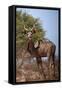 Male greater kudu (Tragelaphus strepsiceros), Kgalagadi Transfrontier Park, South Africa-David Wall-Framed Stretched Canvas