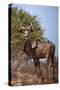 Male greater kudu (Tragelaphus strepsiceros), Kgalagadi Transfrontier Park, South Africa-David Wall-Stretched Canvas