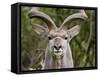 Male Greater Kudu (Tragelaphus Strepsiceros), Kruger National Park, South Africa, Africa-James Hager-Framed Stretched Canvas