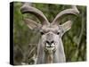 Male Greater Kudu (Tragelaphus Strepsiceros), Kruger National Park, South Africa, Africa-James Hager-Stretched Canvas