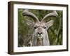 Male Greater Kudu (Tragelaphus Strepsiceros), Kruger National Park, South Africa, Africa-James Hager-Framed Photographic Print