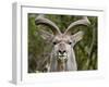 Male Greater Kudu (Tragelaphus Strepsiceros), Kruger National Park, South Africa, Africa-James Hager-Framed Photographic Print