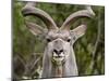 Male Greater Kudu (Tragelaphus Strepsiceros), Kruger National Park, South Africa, Africa-James Hager-Mounted Photographic Print