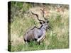 Male Greater Kudu (Tragelaphus Strepsiceros) Kruger National Park, South Africa-Miva Stock-Stretched Canvas