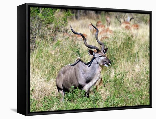 Male Greater Kudu (Tragelaphus Strepsiceros) Kruger National Park, South Africa-Miva Stock-Framed Stretched Canvas