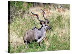Male Greater Kudu (Tragelaphus Strepsiceros) Kruger National Park, South Africa-Miva Stock-Stretched Canvas