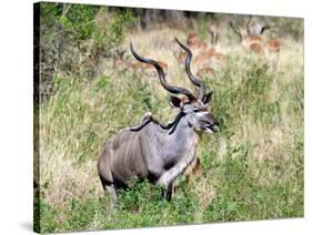 Male Greater Kudu (Tragelaphus Strepsiceros) Kruger National Park, South Africa-Miva Stock-Stretched Canvas