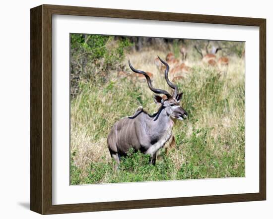 Male Greater Kudu (Tragelaphus Strepsiceros) Kruger National Park, South Africa-Miva Stock-Framed Premium Photographic Print