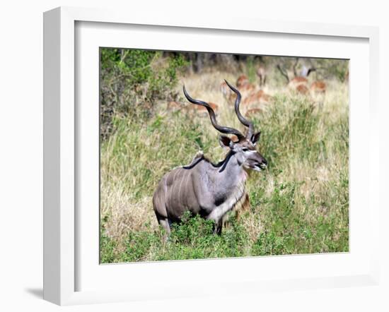 Male Greater Kudu (Tragelaphus Strepsiceros) Kruger National Park, South Africa-Miva Stock-Framed Premium Photographic Print