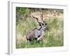 Male Greater Kudu (Tragelaphus Strepsiceros) Kruger National Park, South Africa-Miva Stock-Framed Photographic Print