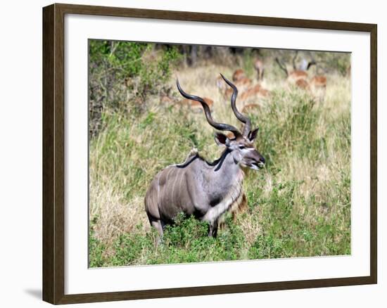 Male Greater Kudu (Tragelaphus Strepsiceros) Kruger National Park, South Africa-Miva Stock-Framed Photographic Print