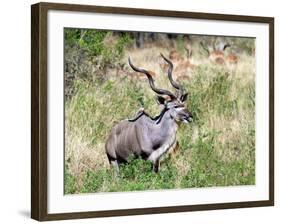 Male Greater Kudu (Tragelaphus Strepsiceros) Kruger National Park, South Africa-Miva Stock-Framed Photographic Print