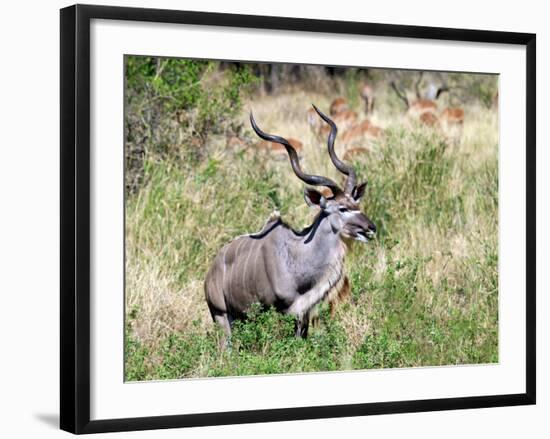 Male Greater Kudu (Tragelaphus Strepsiceros) Kruger National Park, South Africa-Miva Stock-Framed Photographic Print