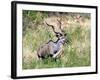 Male Greater Kudu (Tragelaphus Strepsiceros) Kruger National Park, South Africa-Miva Stock-Framed Photographic Print