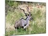 Male Greater Kudu (Tragelaphus Strepsiceros) Kruger National Park, South Africa-Miva Stock-Mounted Photographic Print