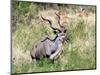 Male Greater Kudu (Tragelaphus Strepsiceros) Kruger National Park, South Africa-Miva Stock-Mounted Photographic Print