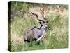 Male Greater Kudu (Tragelaphus Strepsiceros) Kruger National Park, South Africa-Miva Stock-Stretched Canvas