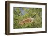 Male Green Iguana, in breeding plumage, Crooked Tree Wildlife Sanctuary, Belize.-William Sutton-Framed Photographic Print