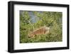 Male Green Iguana, in breeding plumage, Crooked Tree Wildlife Sanctuary, Belize.-William Sutton-Framed Photographic Print