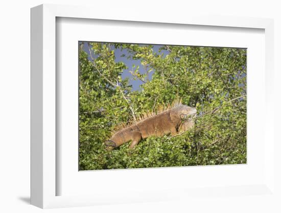 Male Green Iguana, in breeding plumage, Crooked Tree Wildlife Sanctuary, Belize.-William Sutton-Framed Photographic Print