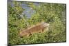 Male Green Iguana, in breeding plumage, Crooked Tree Wildlife Sanctuary, Belize.-William Sutton-Mounted Photographic Print