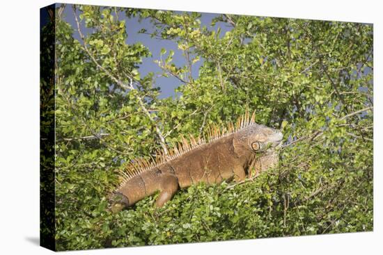 Male Green Iguana, in breeding plumage, Crooked Tree Wildlife Sanctuary, Belize.-William Sutton-Stretched Canvas