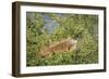 Male Green Iguana, in breeding plumage, Crooked Tree Wildlife Sanctuary, Belize.-William Sutton-Framed Photographic Print